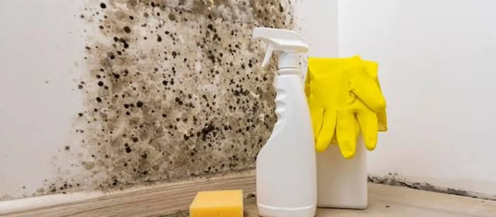 Spray bottle, sponge and gloves beside a wall with black mold